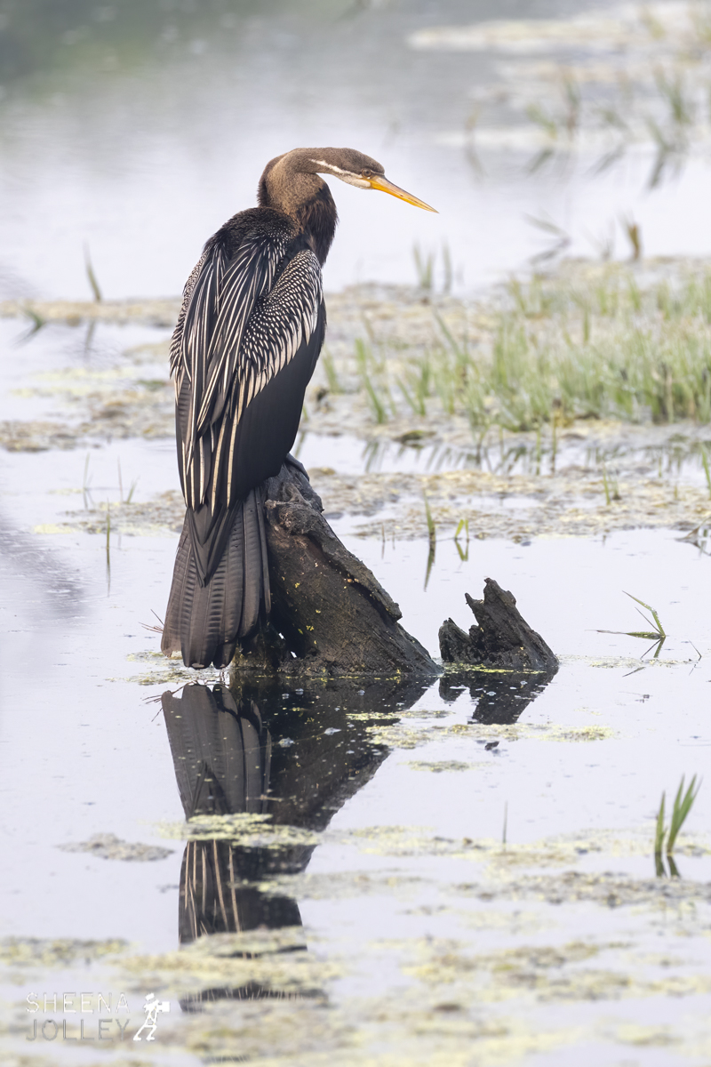 Anhinga or Snake bird.jpg - India